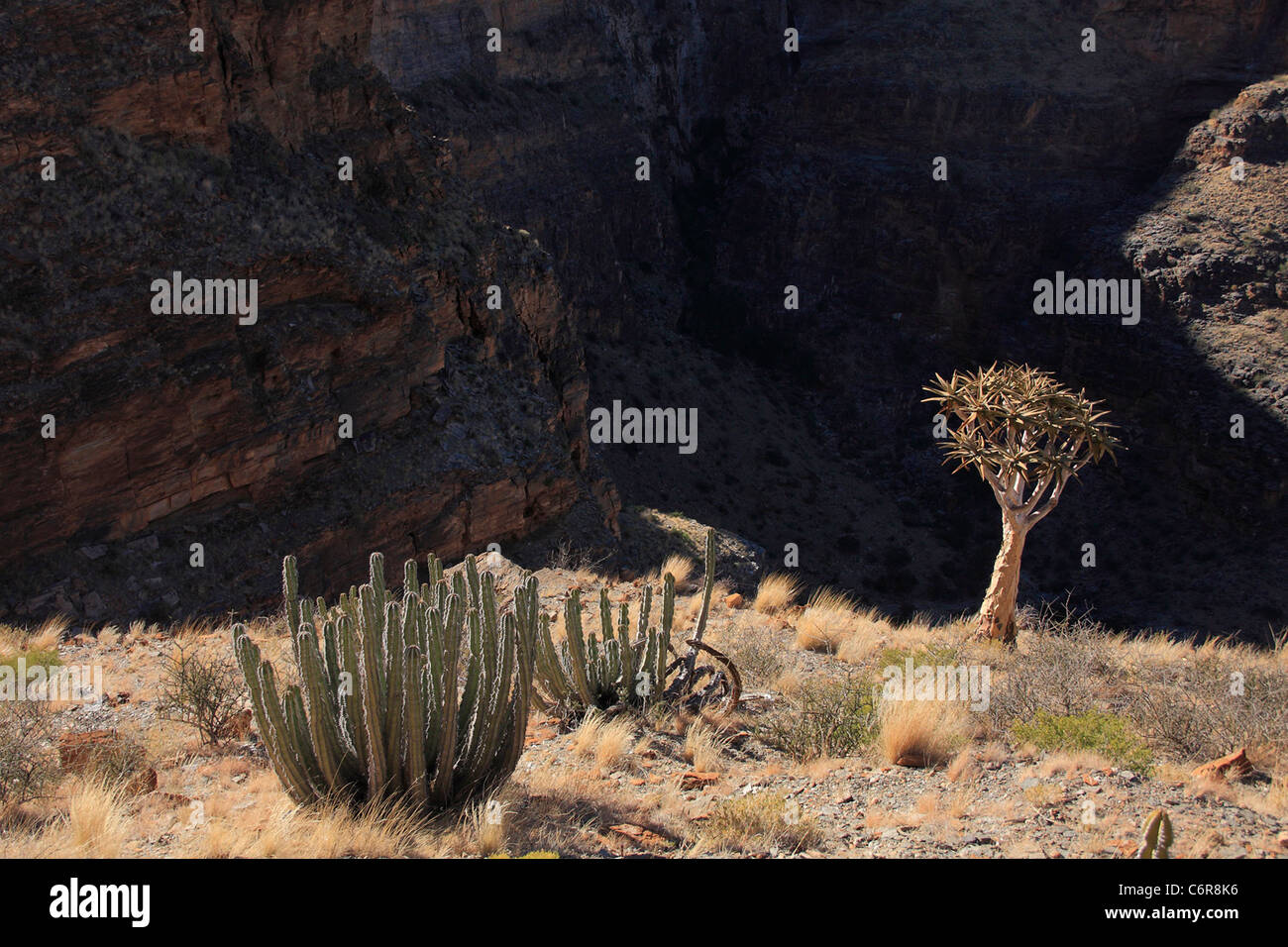 Kocurboom e Euphorbia su un ripido pendio che si affaccia su una gola Foto Stock