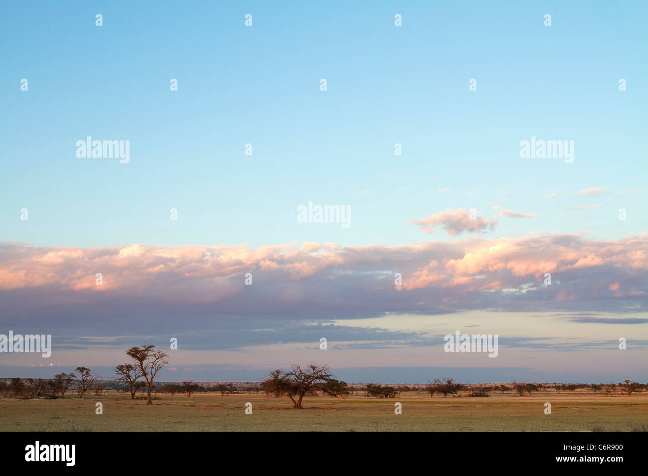 Kalahari piatto paesaggio con alberi sparsi e nuvole di luce Foto Stock