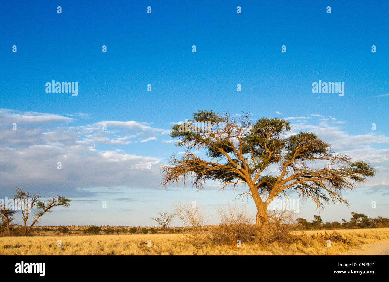 Paesaggio con albero Camelthorn (Acacia erioloba) nuvole e prateria di colore giallo Foto Stock
