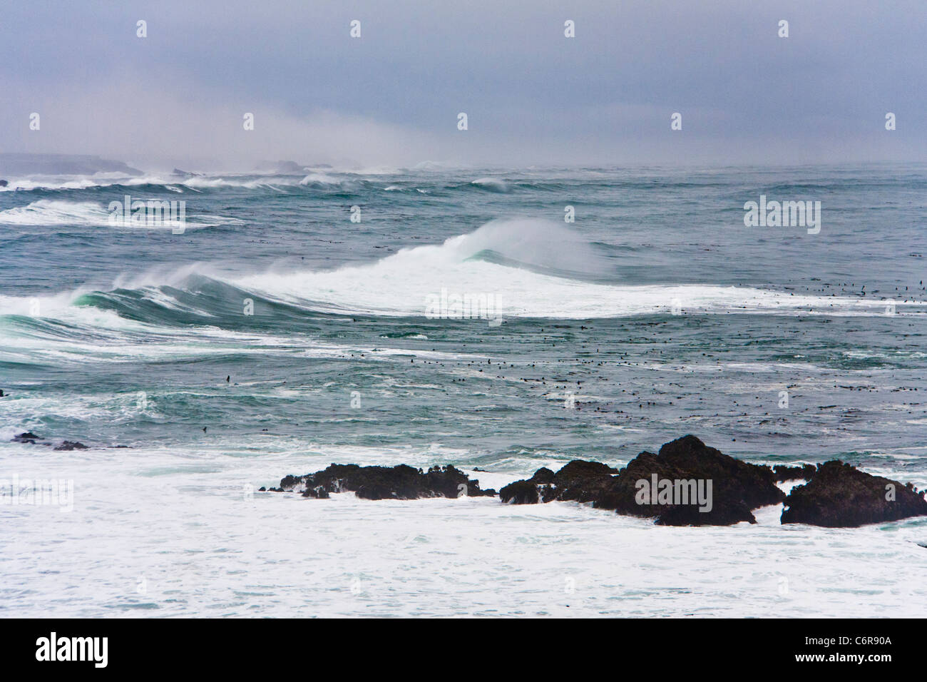 Bianco-capped onde che si infrangono e high surf off la costa rocciosa del punto Arena sulla costa del Pacifico del nord della California. Foto Stock