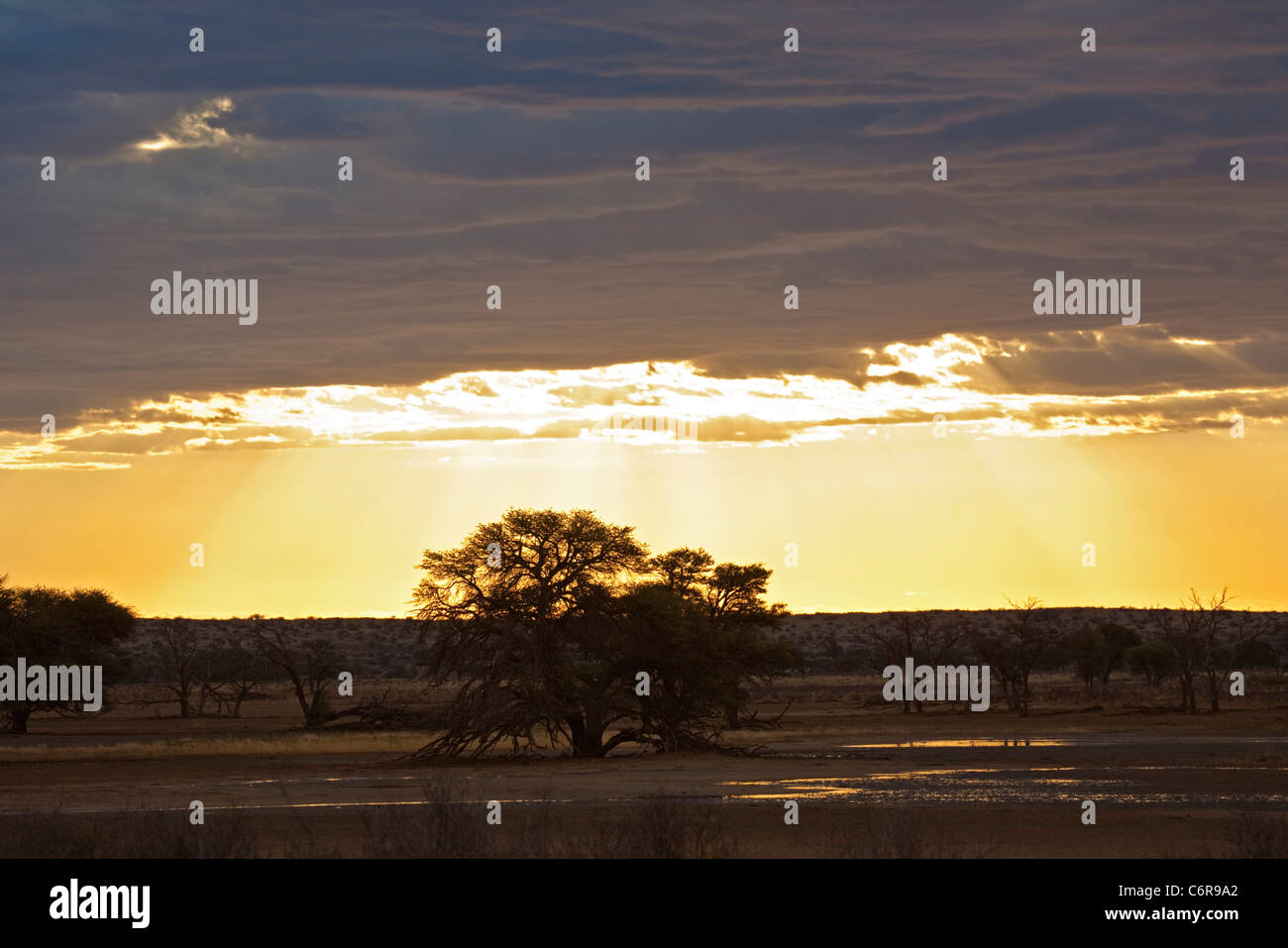 Moody tramonto dopo un temporale con pozzanghere di acqua in il Nossob riverbed Foto Stock