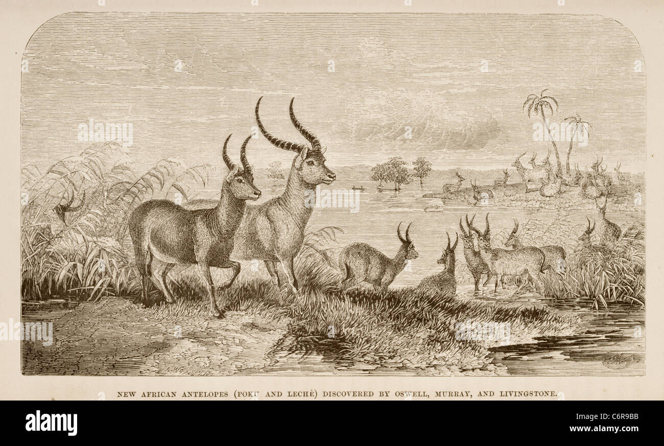 Illustrazione da David Livingstone's prenota mostra Puku e Lechwe scoperto da Oswell e Livingstone in Botswana Foto Stock