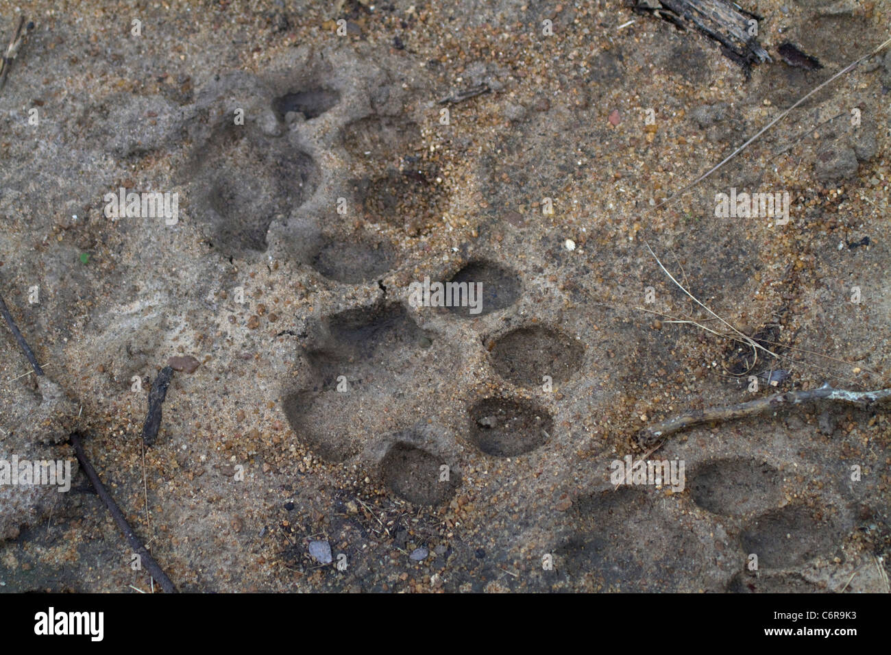 Lion tracce nella sabbia morbida Foto Stock