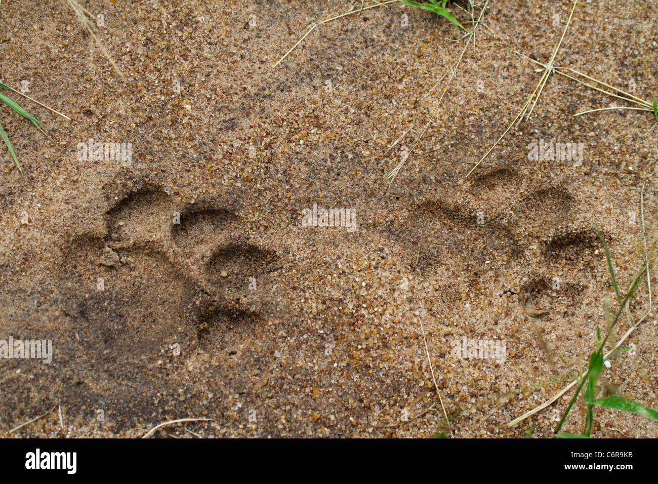 Lion tracce nella sabbia morbida Foto Stock