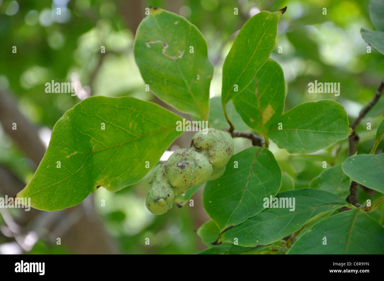 Piattino Magnolia - Magnolia soulangeana Foto Stock