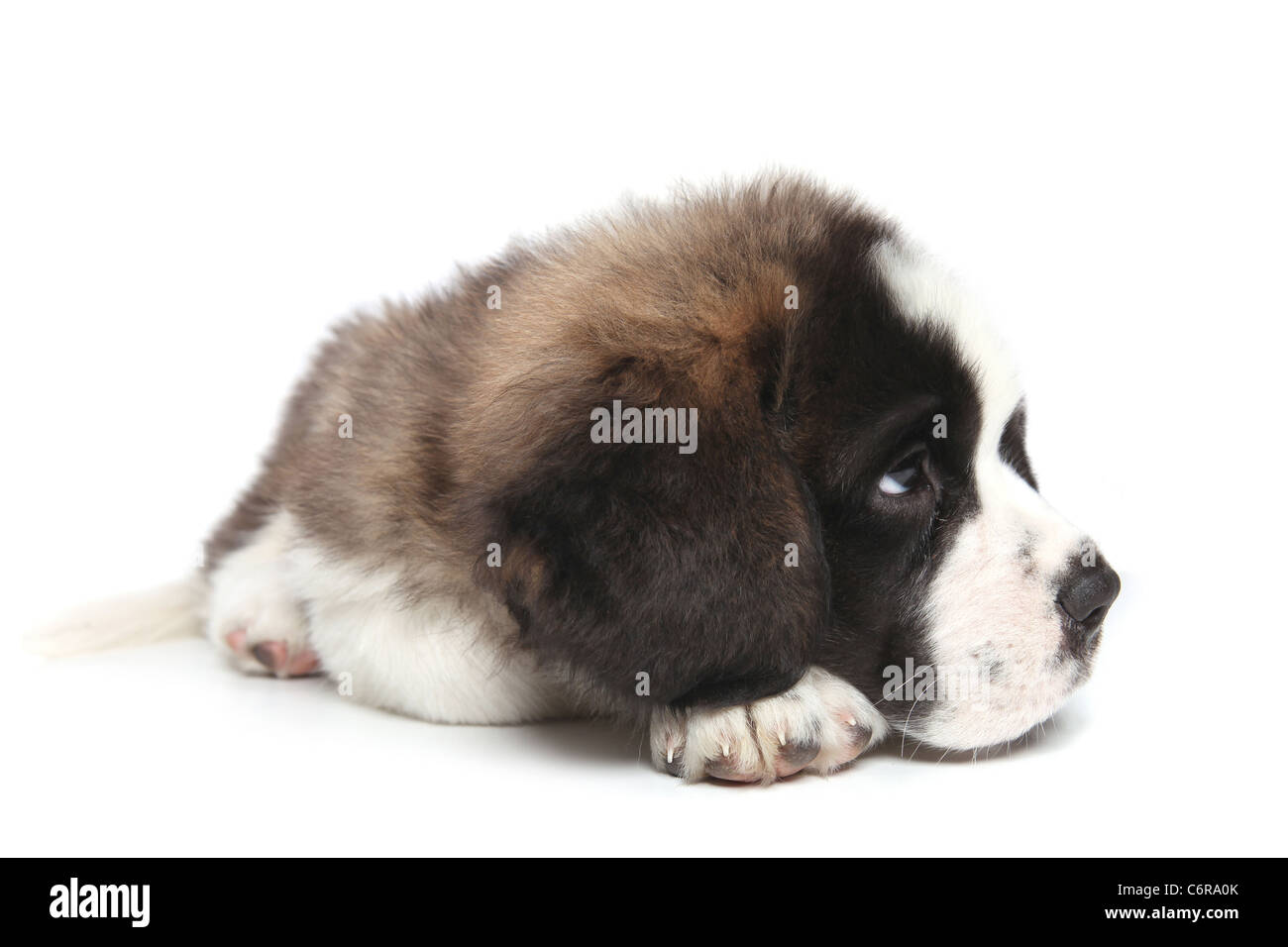 Adorable san Bernardo cucciolo Sheepishly guardando lateralmente Foto Stock