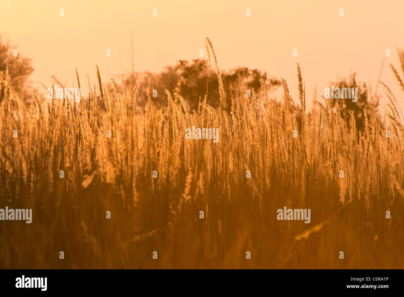 Feathery grass-tops retroilluminato a sunrise. Foto Stock