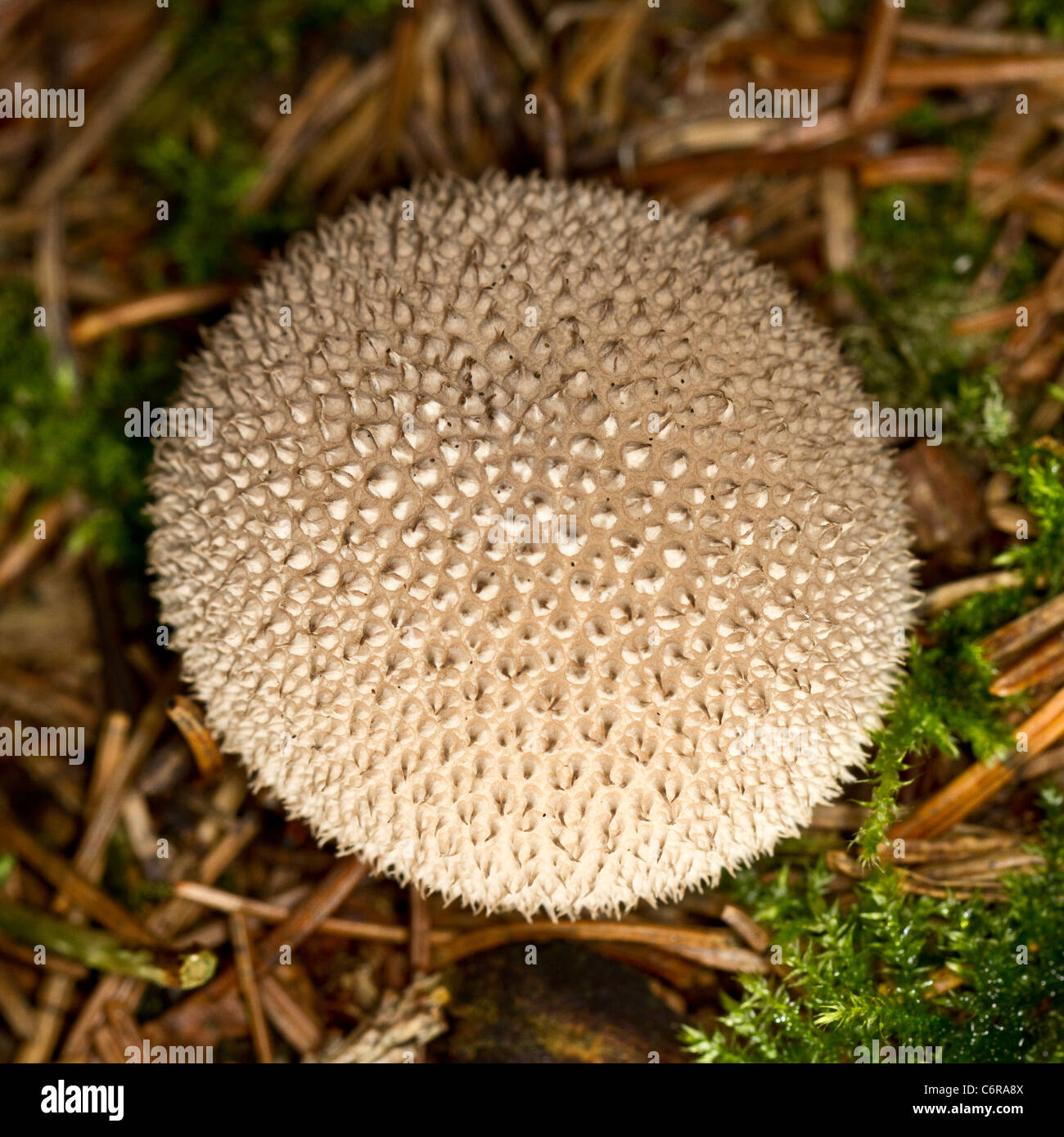 Lycoperdon perlatum (comune, warted o gem-puffball incrostato o Devil's tabacchiera). Foto Stock