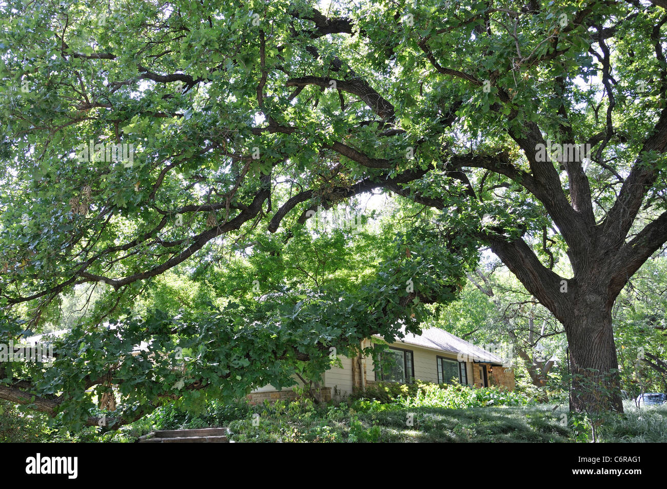 Albero di quercia Foto Stock