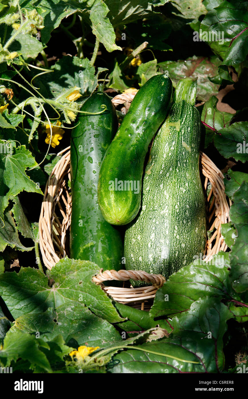 Tre zucchine (Cucurbita pepo) ina cestello, orto. Foto Stock