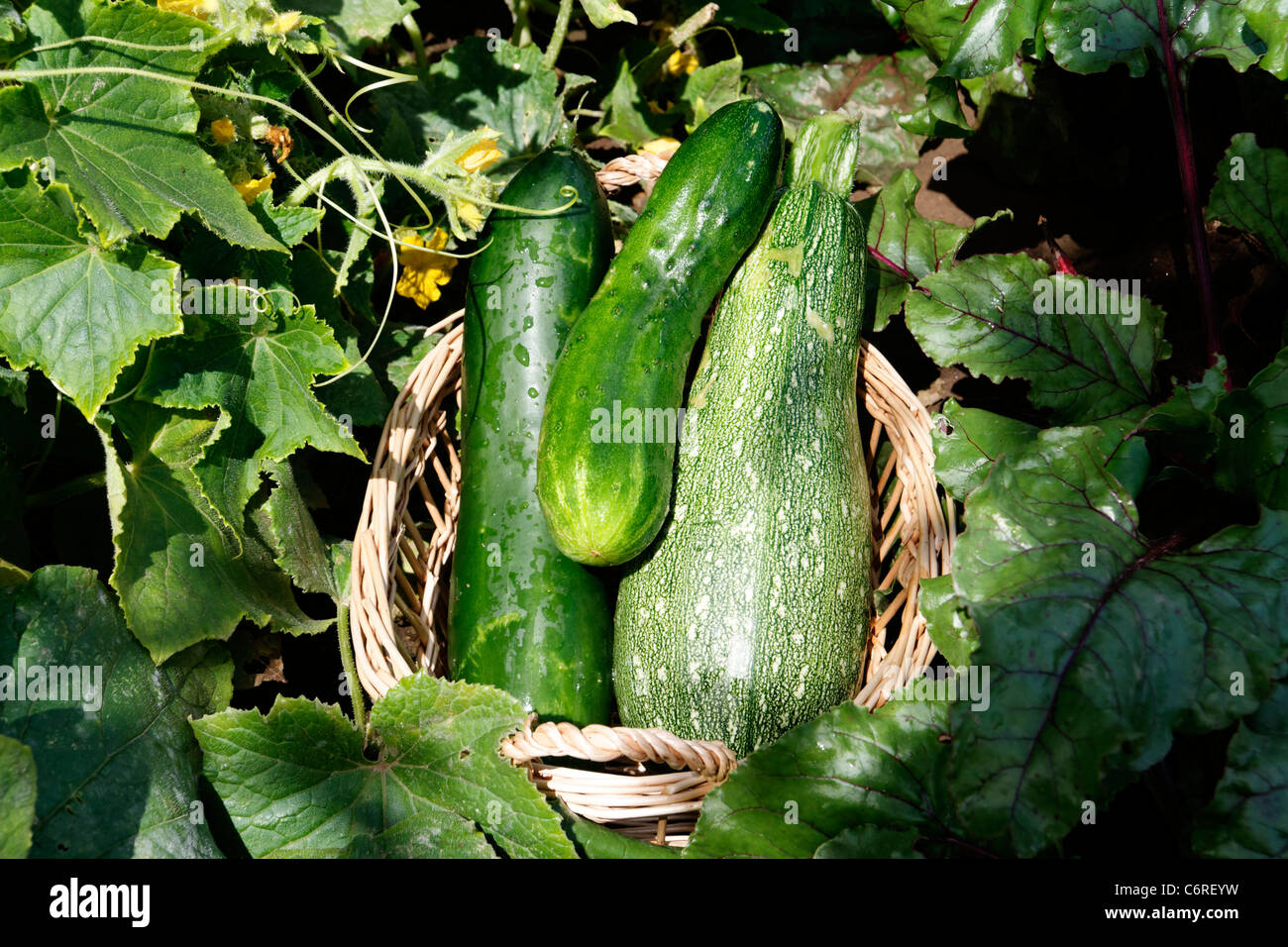 Tre zucchine (Cucurbita pepo) ina cestello, orto. Foto Stock