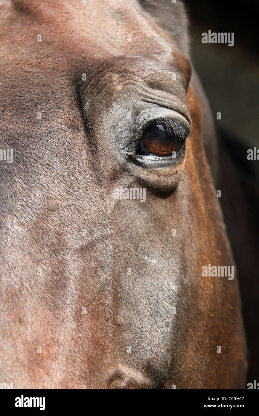 Chiudere un occhio di cavalli Foto Stock