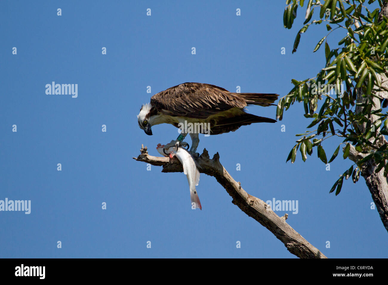 Falco pescatore (Pandion haliaetus) Foto Stock