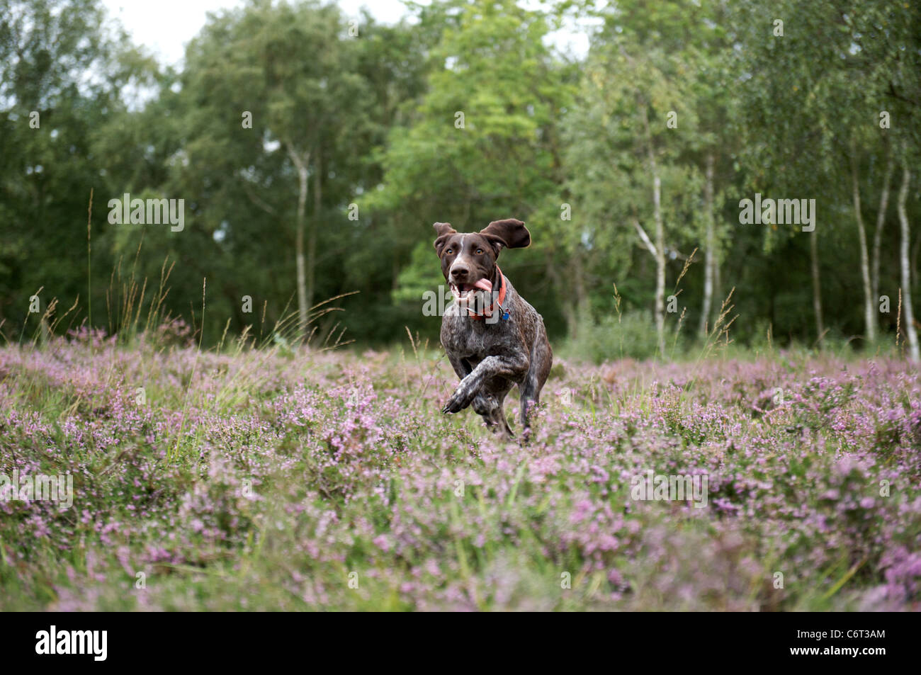 In Germania un puntatore salta attraverso il heather Foto Stock