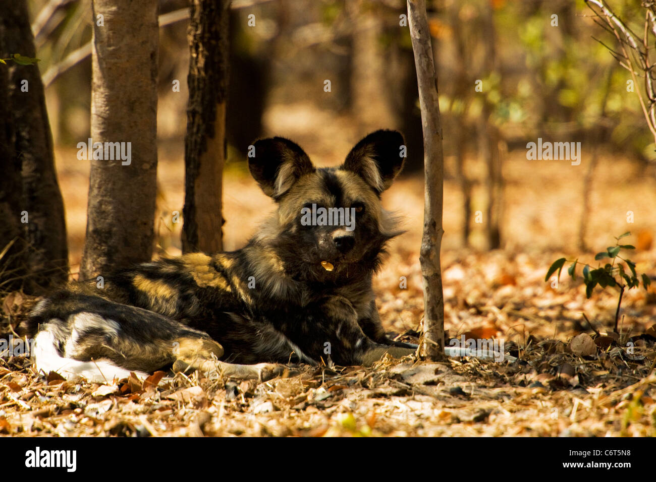 African Wild Dog, dipinto di cane, cane da caccia, Devil cane. Parco Nazionale di Hwange dello Zimbabwe, in pericolo lo Stato in Africa. Foto Stock