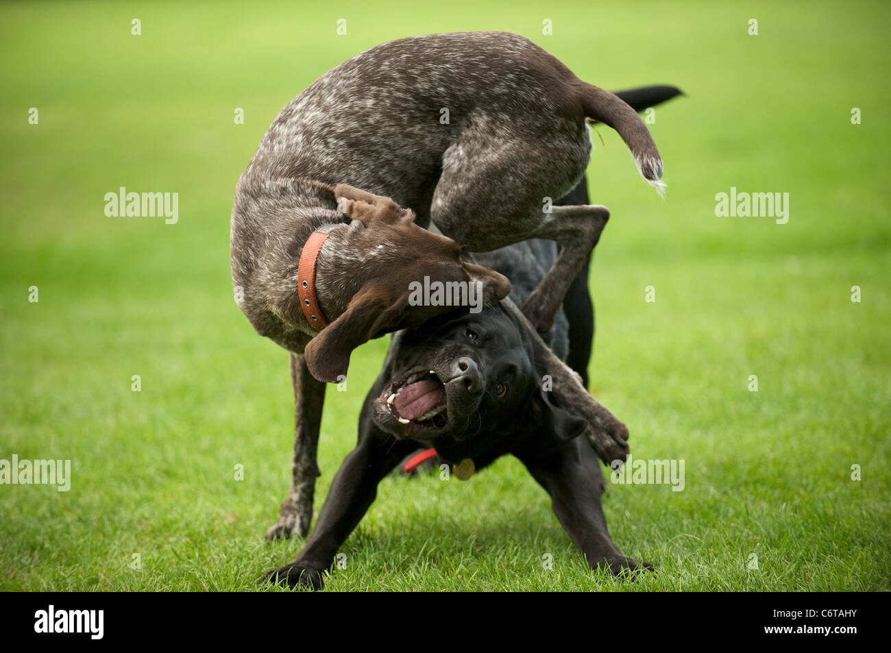 Un puntatore tedesco gioca con un labrador nero Foto Stock