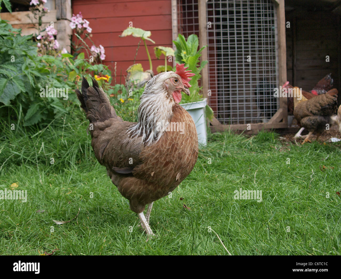 Grigio argento Dorking chicken nel giardino sul retro. Regno Unito Foto Stock