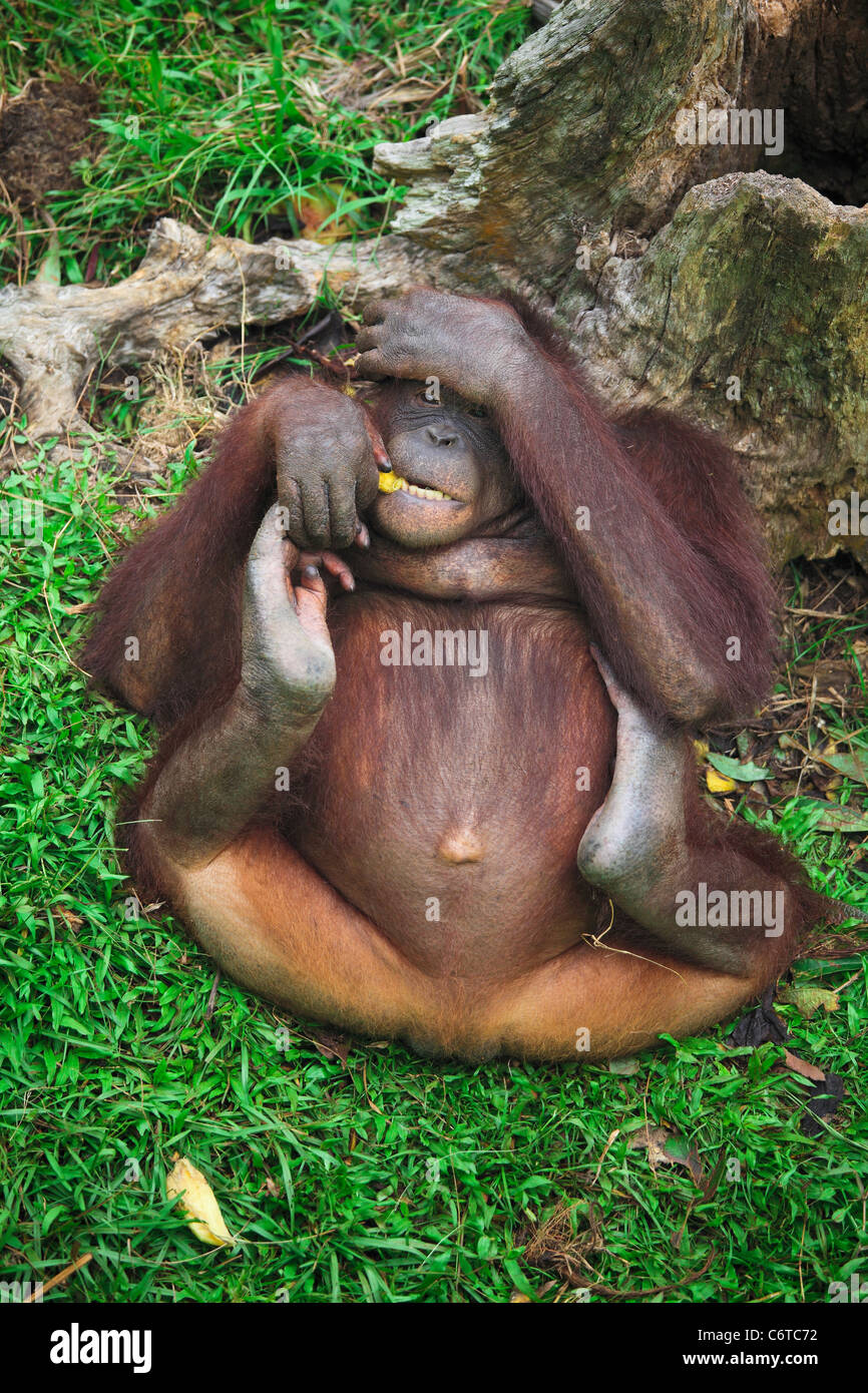 In orangutang Kubah Parco nazionale della Malaysia Foto Stock