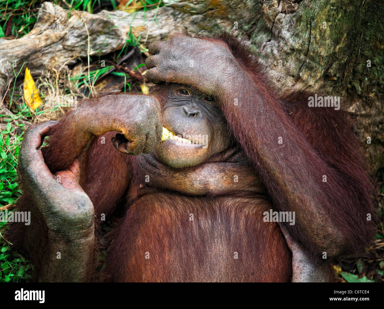 In orangutang Kubah Parco nazionale della Malaysia Foto Stock