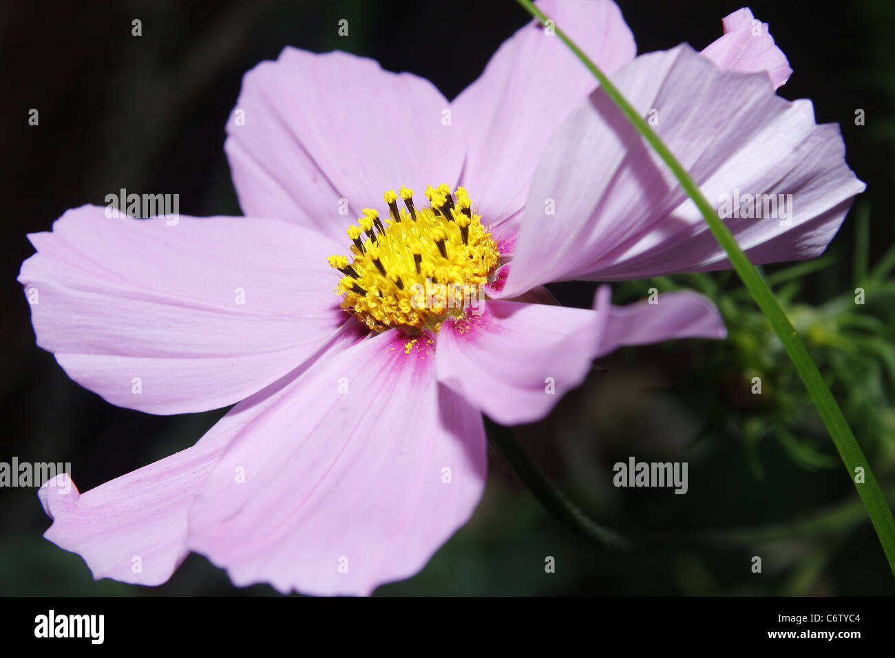 Immagine di rosa fiori di cosmos Cosmos sensazione miscelati Foto Stock