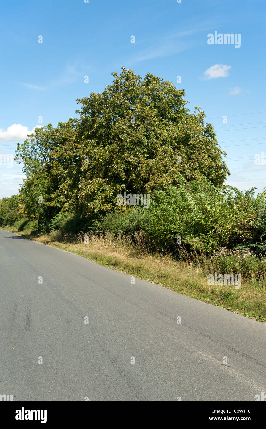 Long Marston Road, Mickleton, Gloucestershire, England, Regno Unito Foto Stock