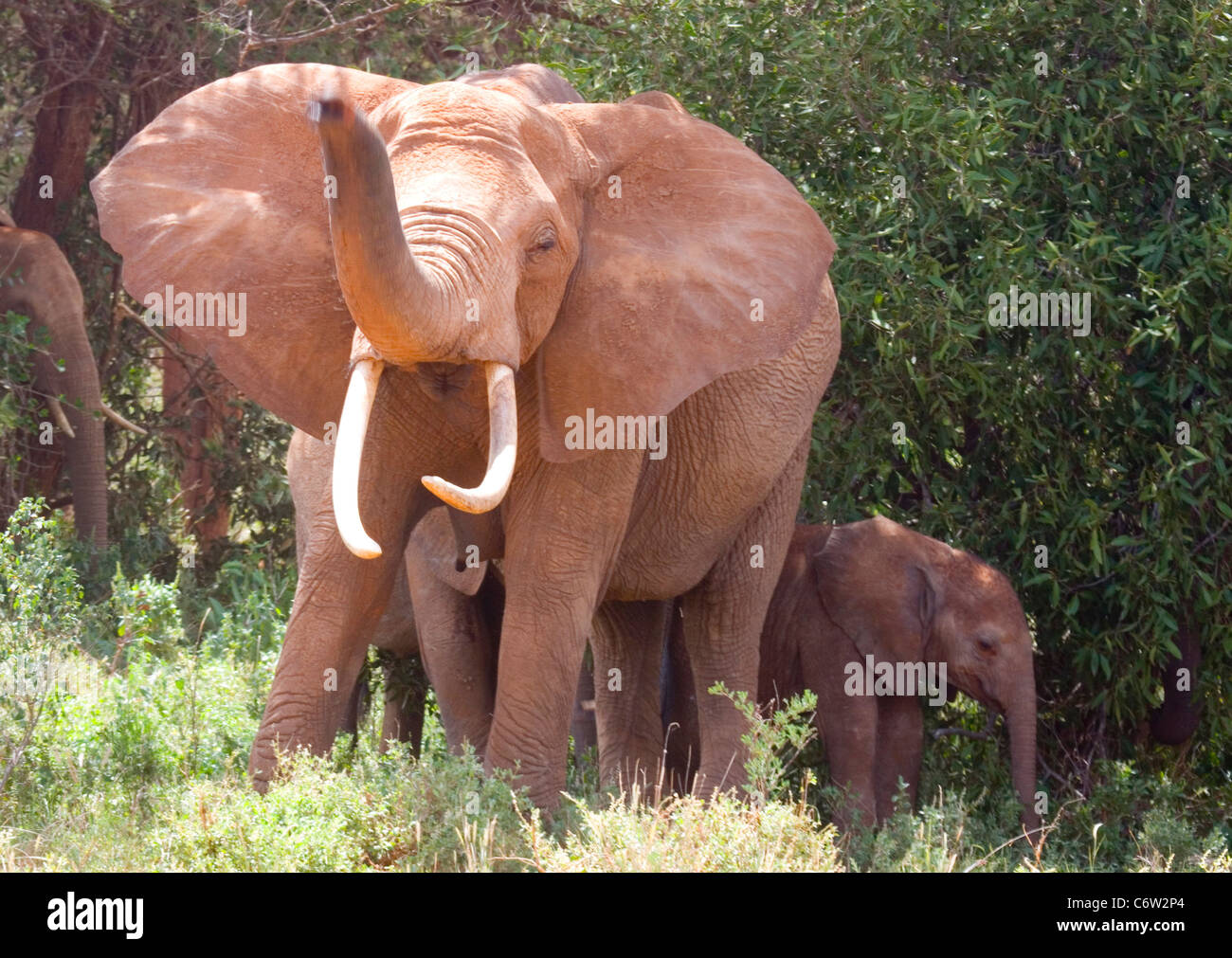 Elefante africano il sollevamento tronco con giovani, Tsavo Est, Kenya Foto Stock
