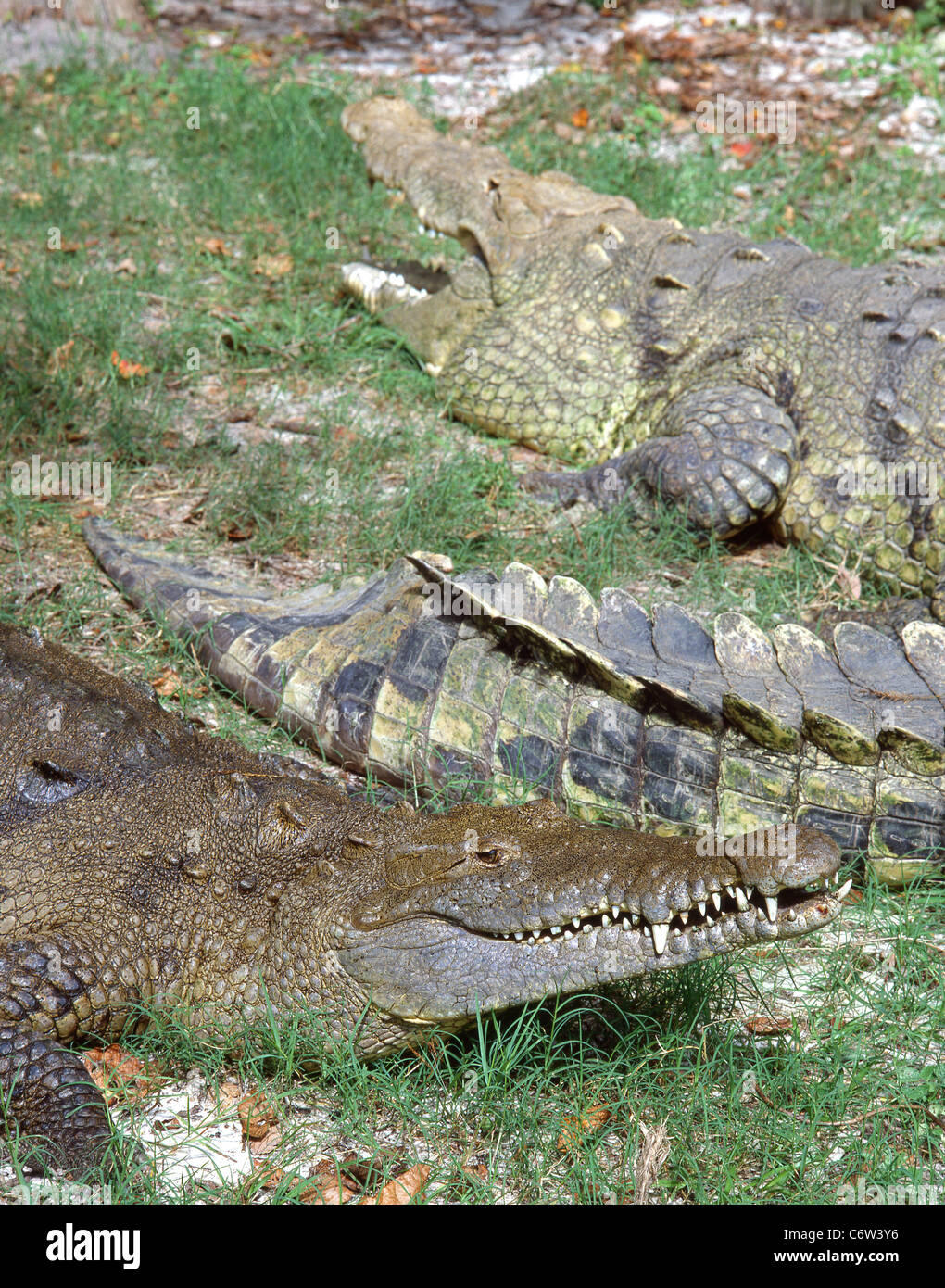 Alligatori riposo, Fort Lauderdale, Florida, Stati Uniti d'America Foto Stock