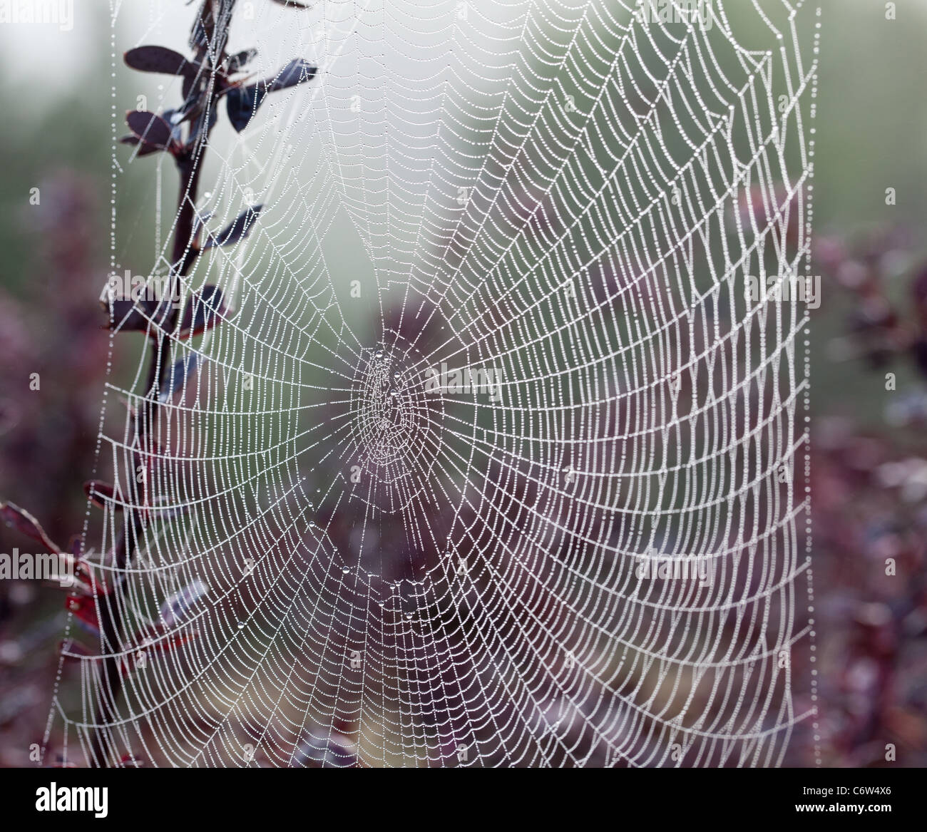 Gocce di rugiada sui trefoli di una spider web Foto Stock