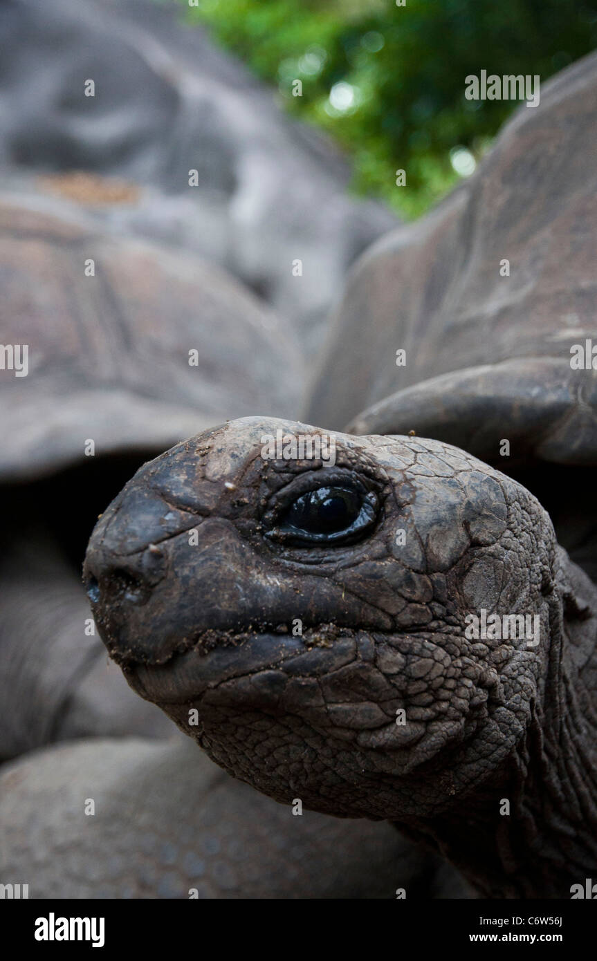 Johnathan Seicelle tartaruga gigante (Aldabrachelys gigantea hololissa) in Curieuse Island. Foto Stock