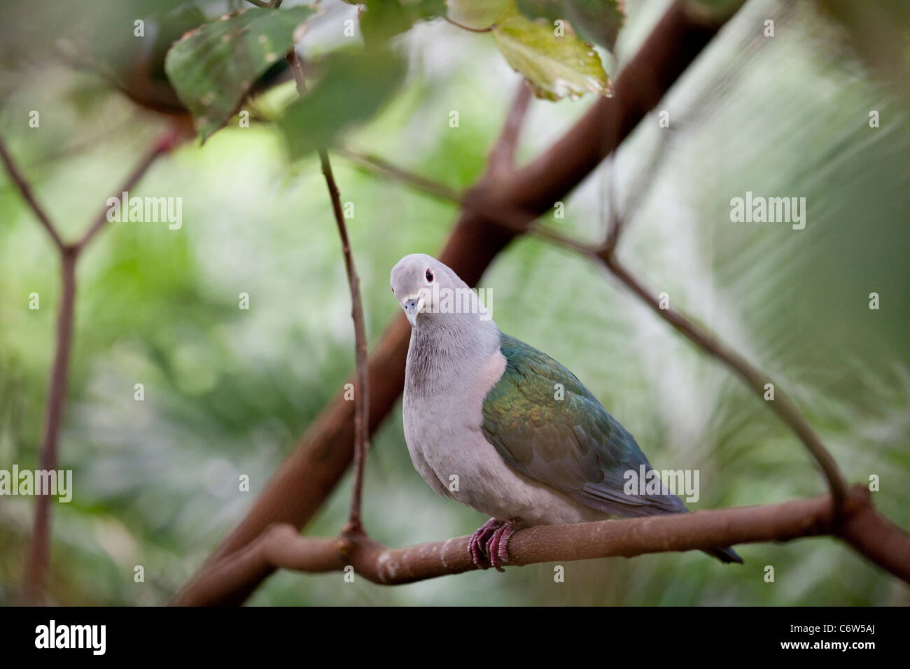 Nicobare piccione (Caloenas nicobarica) arroccato in a tree ad Hong Kong in voliera Foto Stock