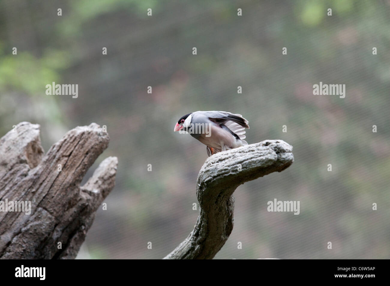 Java Sparrow (Padda oryzivora) appollaiato su un ramo di albero in Hong Kong voliera Foto Stock