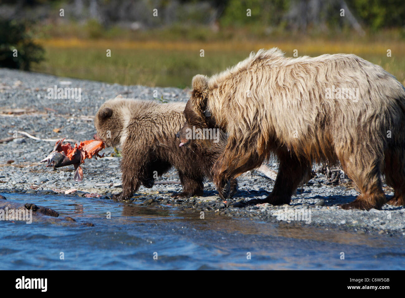 North American orso bruno, SOW e cub mangiare salmone sul lungofiume, Kenai National Wildlife Refuge, Alaska, Stati Uniti Foto Stock