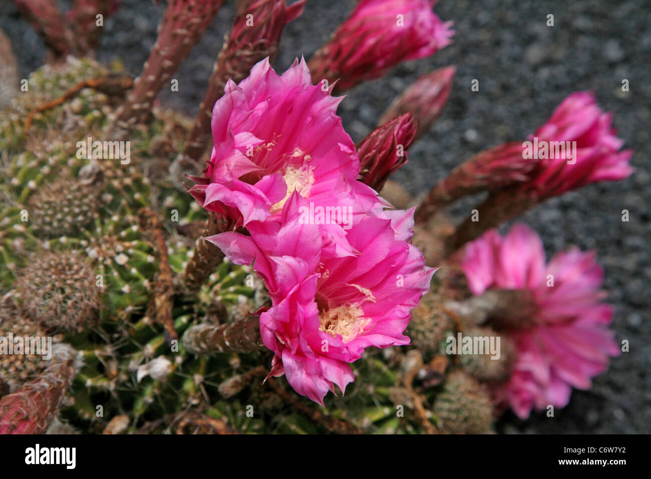 Fiore di cactus Foto Stock