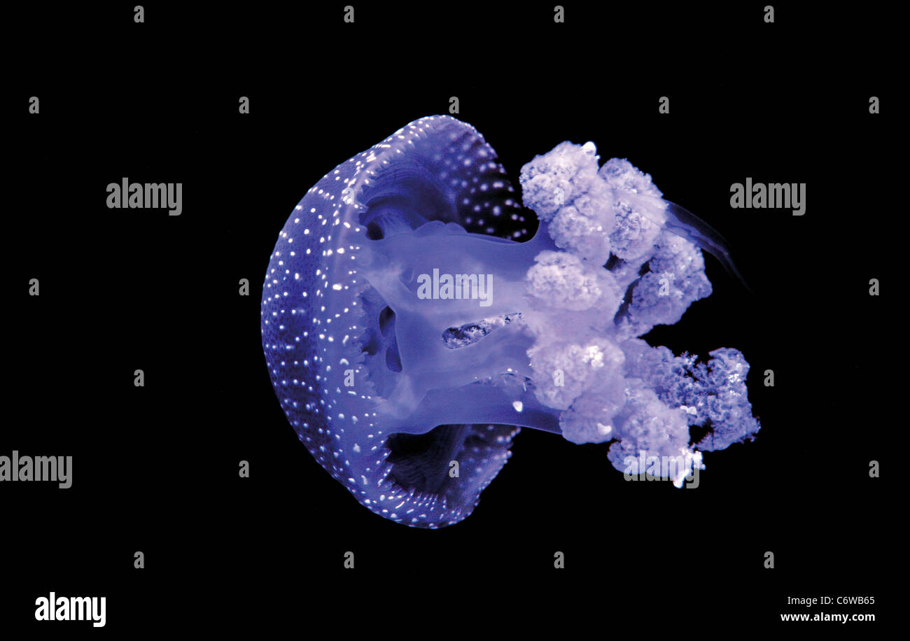 Il Portogallo, Lisbona: Bianco-spotted Medusa (Phyllorhiza punctata) nell'Oceanarium di Lisbona Foto Stock