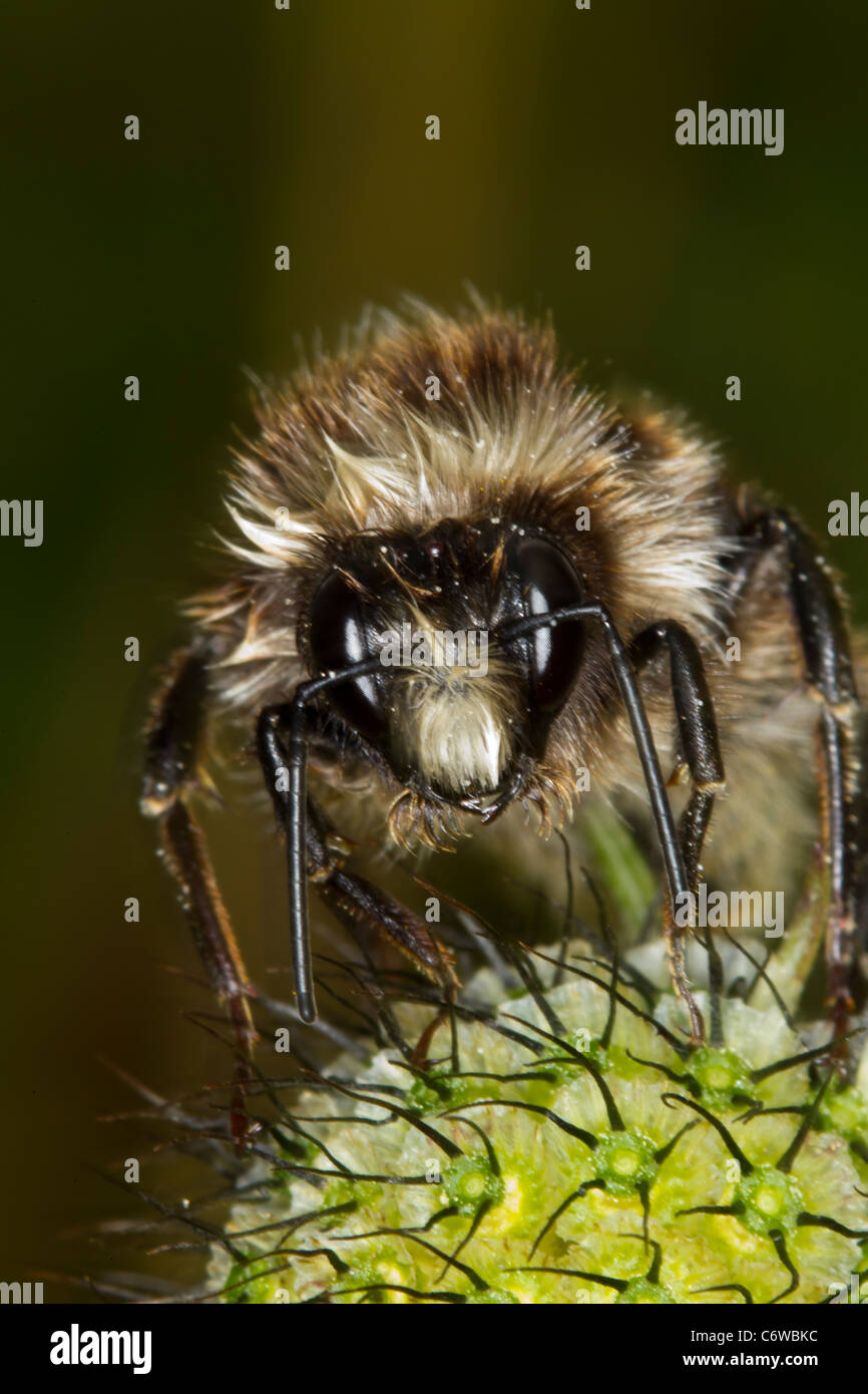 Mason Honey Bee Megachile centuncularis Foto Stock