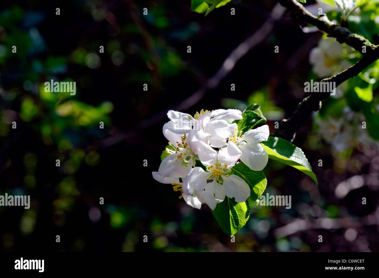 Bianco apple blossom nel sole diretto con dark sfondo ombreggiato Foto Stock
