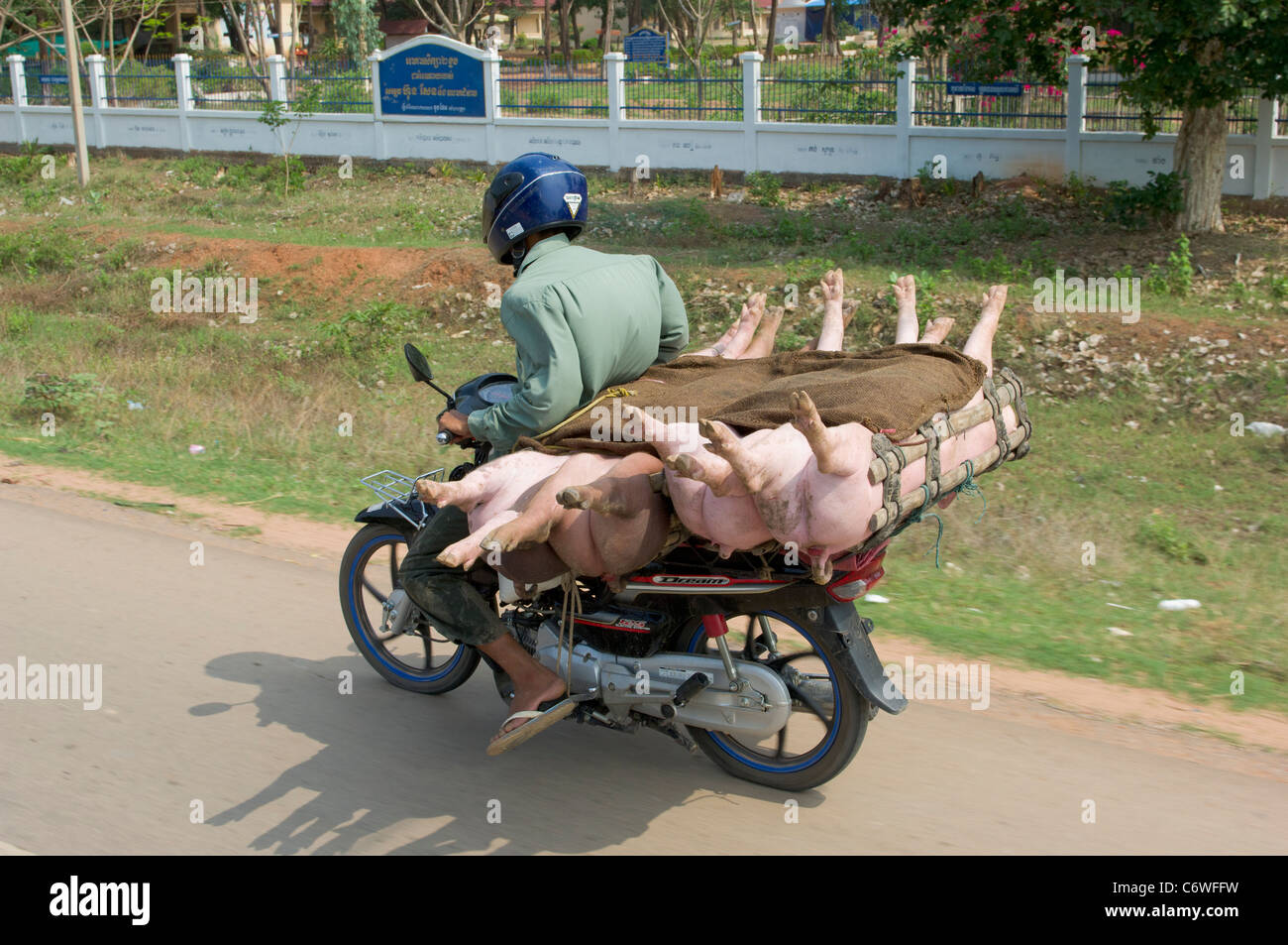 Suini vivi vengono trasportati sul retro di una moto, vicino a Siem Reap, Cambogia Foto Stock