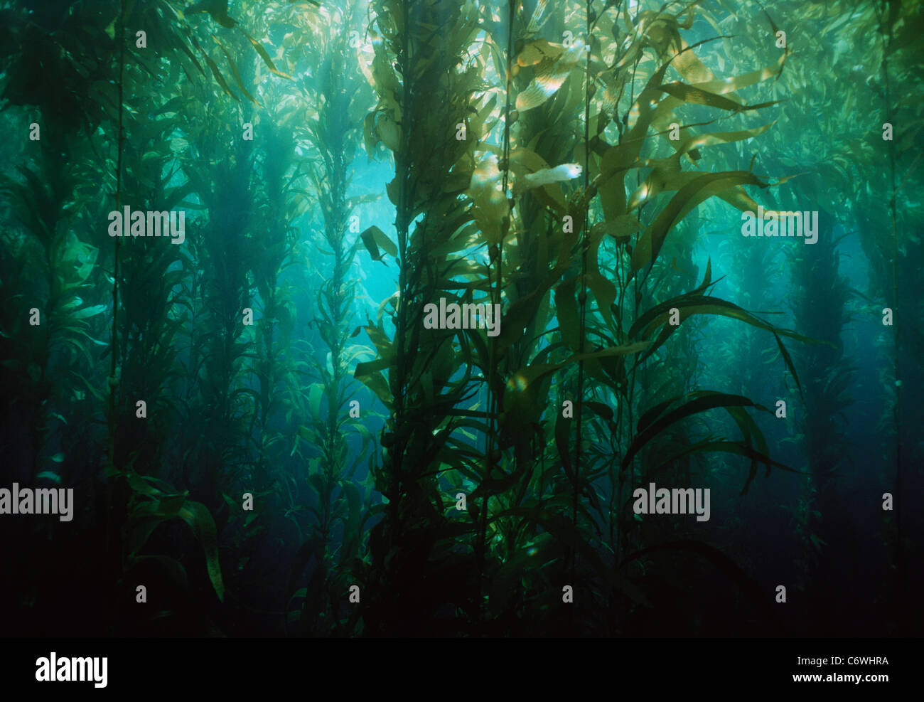 Fronde di Kelp raggiungendo per la superficie in gigante di foresta di Kelp (Macrocystis pyrifera). Isole di canali, CALIFORNIA, STATI UNITI D'AMERICA, Foto Stock