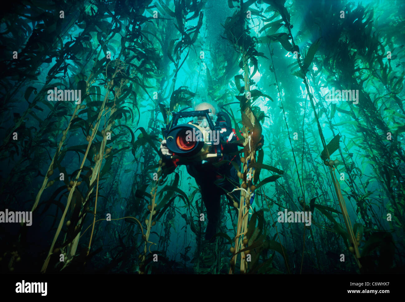 Stan Waterman, regista subacqueo, le riprese di un gigante di foresta di Kelp (Macrocystis pyrifera) . Isole di canali, Oceano Pacifico Foto Stock