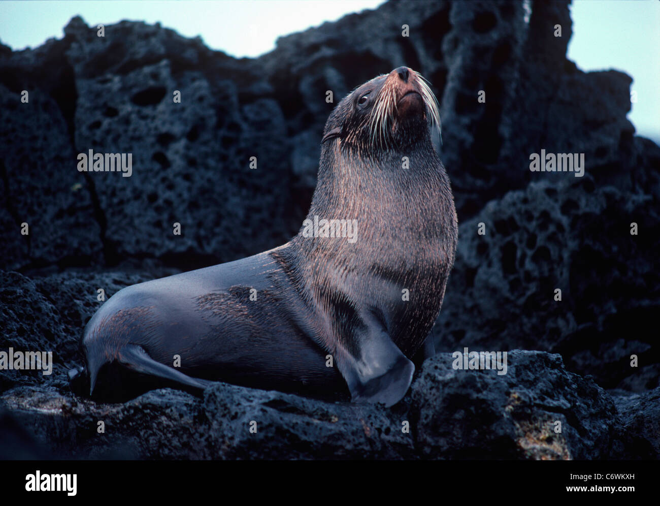 Bull (maschio) pelliccia sigillo (Arctocephalus galapagoensis) suns sulle rocce. Isole Galapagos, Ecuador, Oceano Pacifico Foto Stock