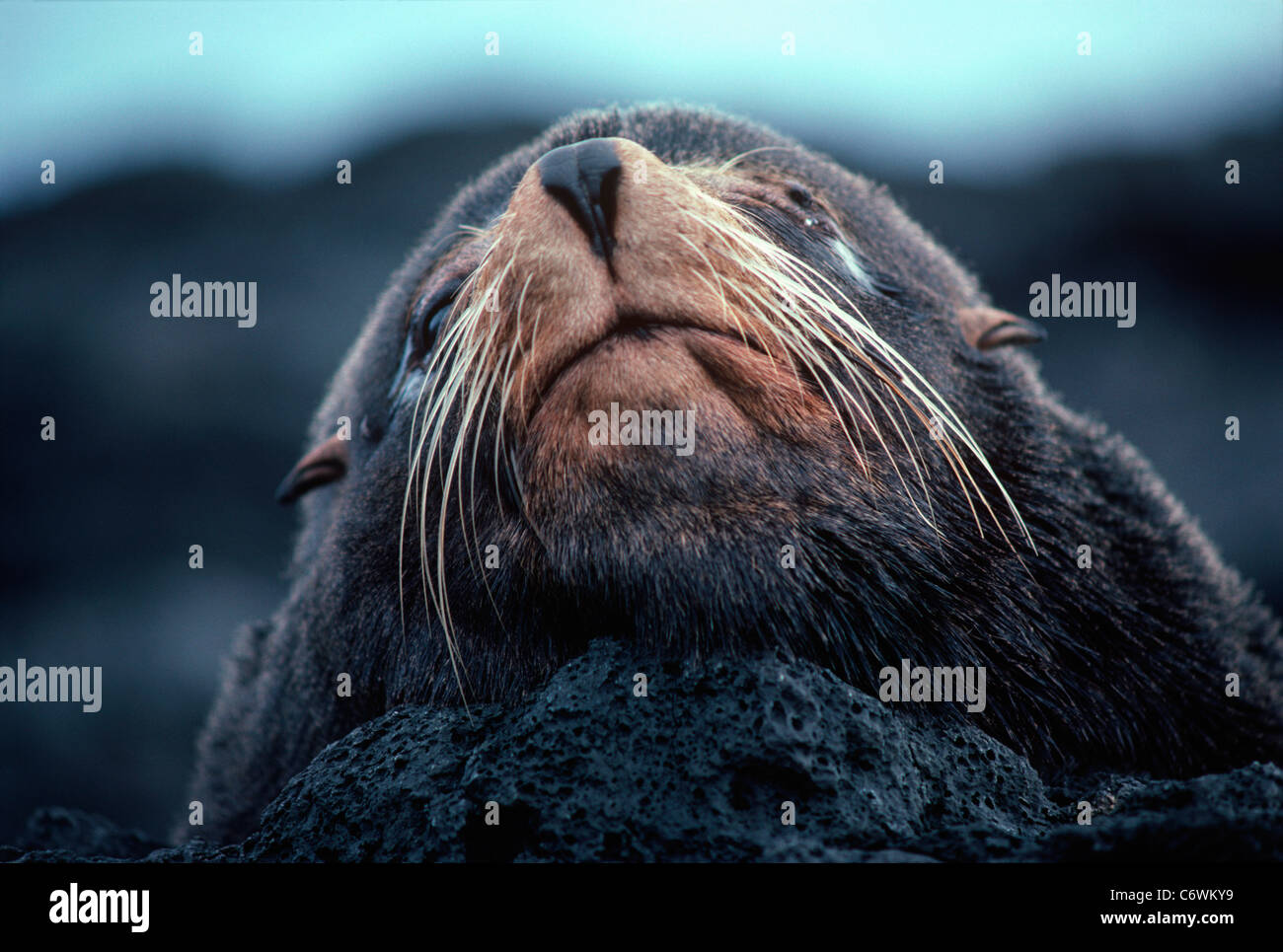 Bull (maschio) pelliccia sigillo (Arctocephalus galapagoensis) suns sulle rocce. Isole Galapagos, Ecuador, Oceano Pacifico Foto Stock