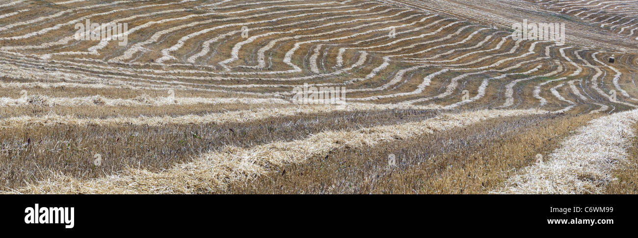 campo raccolto Foto Stock