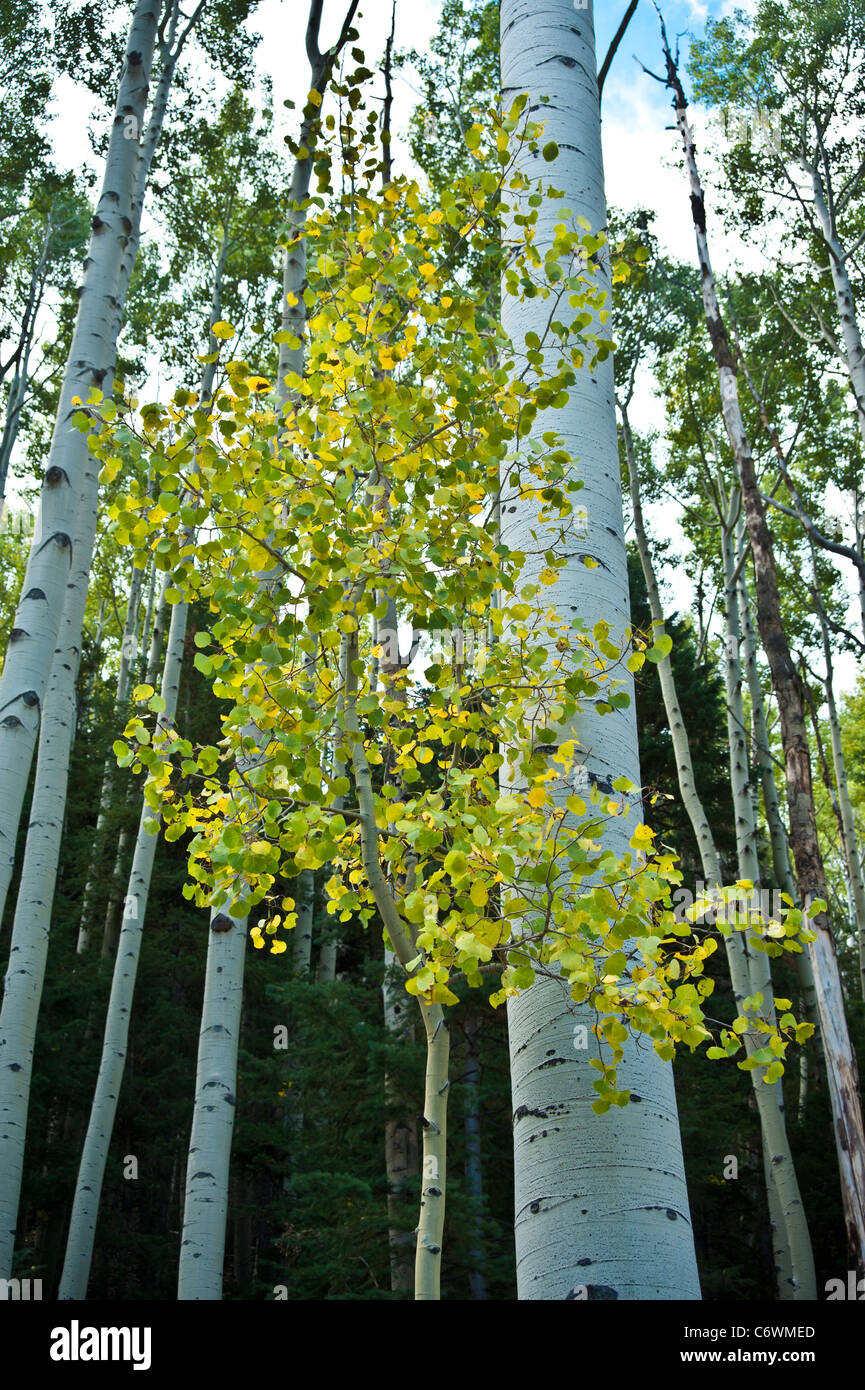 Populus tremuloides è un albero a foglie decidue native di zone fredde del Nord America. La specie è di cui al vacilla Aspen. Foto Stock