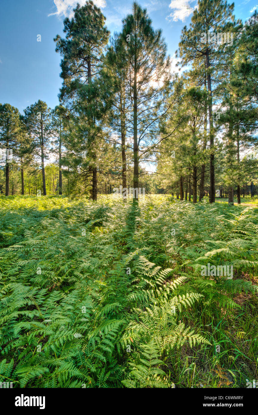 Alta nella Sierra Ancha la montagna di crescere enorme Bracken Fern attraverso la Ponderosa Pine Forest. In Arizona. Foto Stock