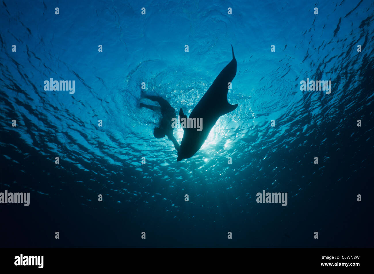 Dolphin trainer immersioni subacquee attraverso la superficie con il tursiope o delfino maggiore (Tursiops truncatus), Dolphin Reef, Eilat, Israele, Mar Rosso Foto Stock