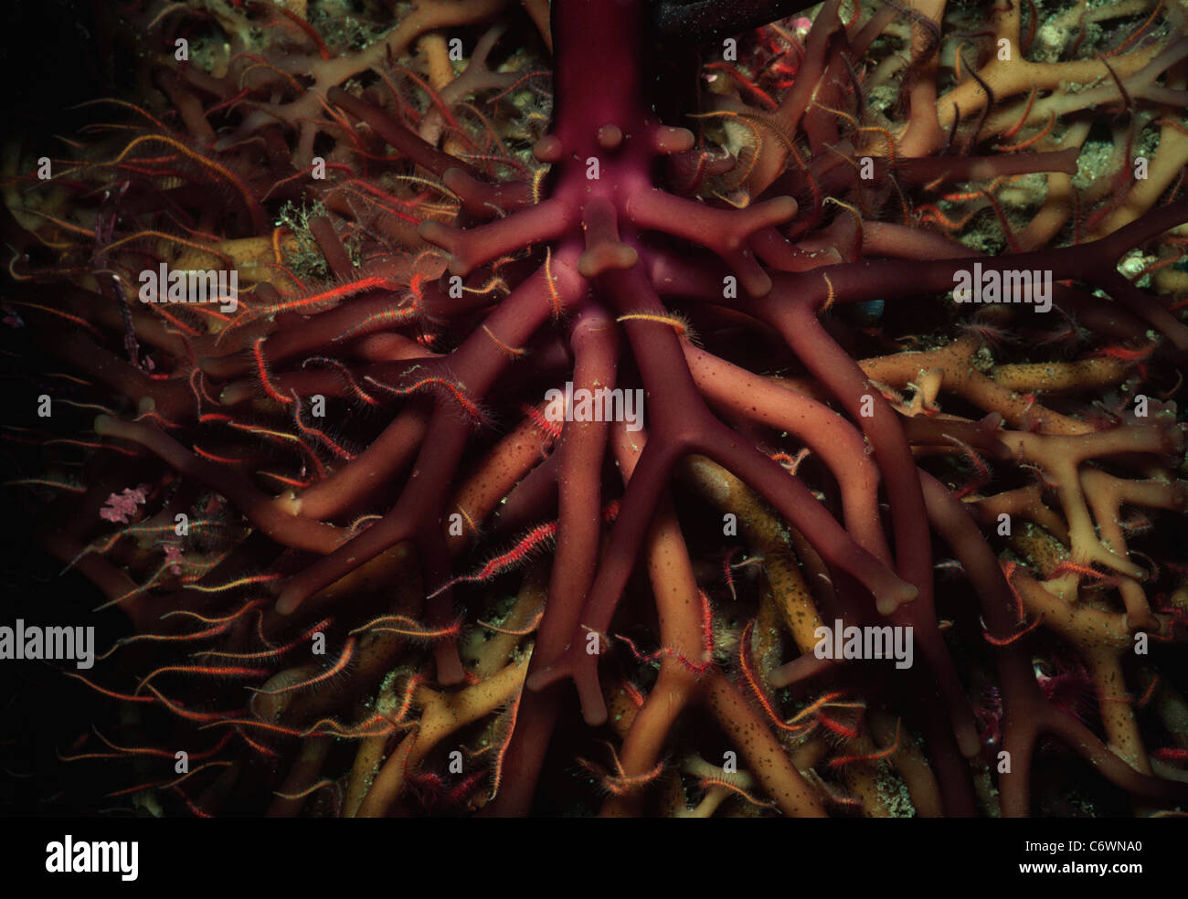 Stelle di setole che vivono in Holdfast (Haptera), o il sistema di radice, gigante di Kelp (Macrocystis pyrifera). Isole di canali Foto Stock