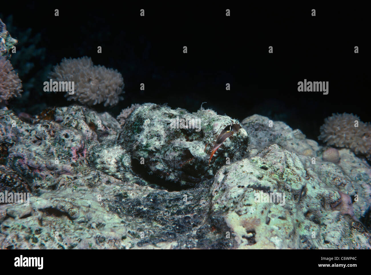 Falso pesce pietra (Scorpaenopsis diabolus) mimetizzata sulla barriera corallina bed. Mar Rosso, Egitto Foto Stock