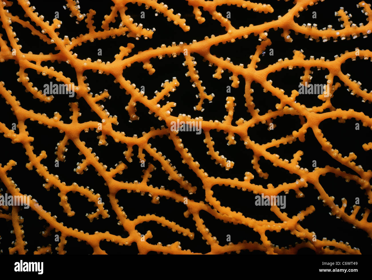 Corallo gorgonia (Gorgonacea) polipi chiuso. Egitto, Mar Rosso Foto Stock