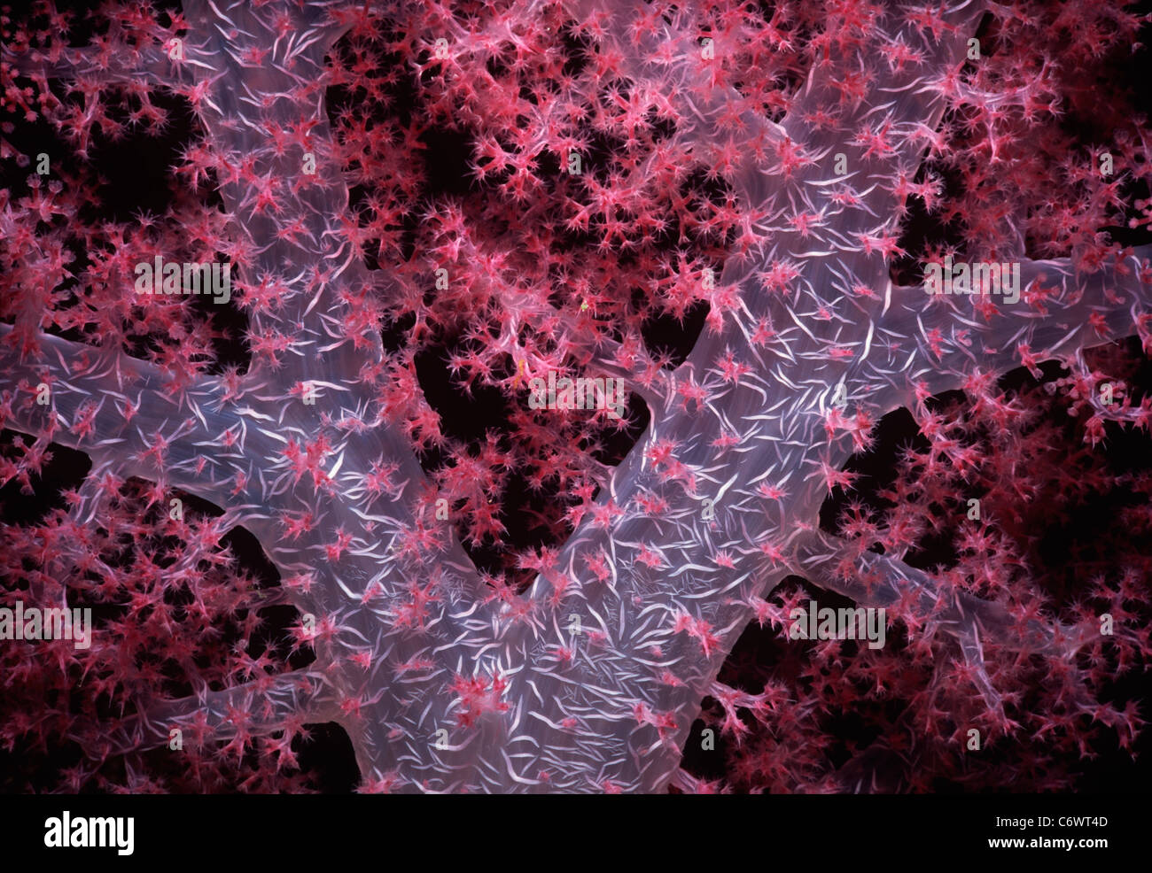 Alcionario coral (Dendronephthya spp.) polipi aperti e alimentazione. Mar Rosso, Egitto Foto Stock
