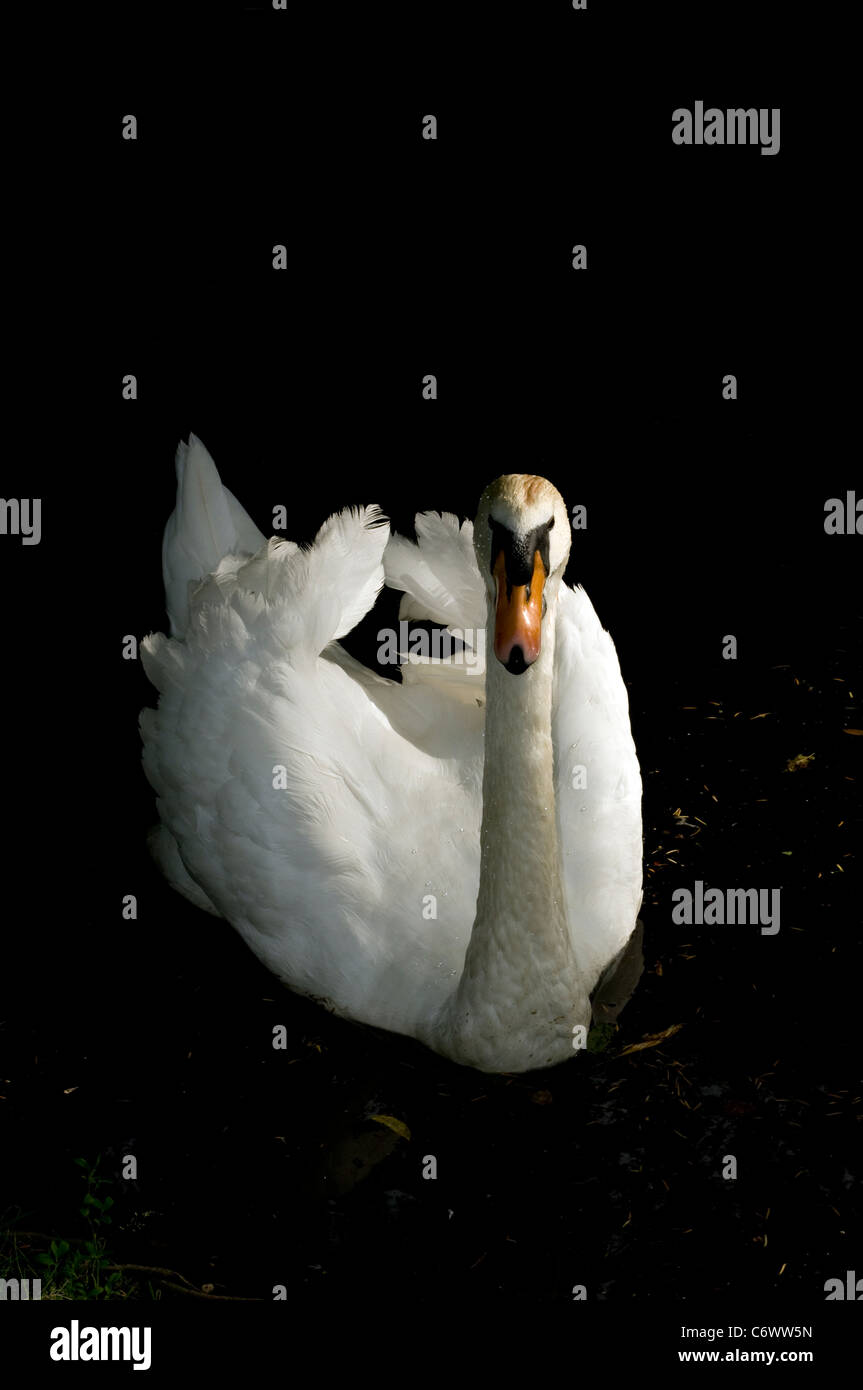 Swan Foto Stock